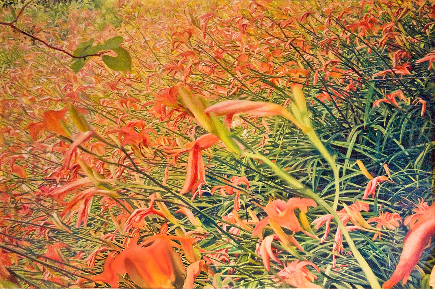 Day Lilies