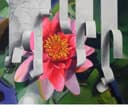 Flower 1