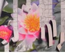Flower 3